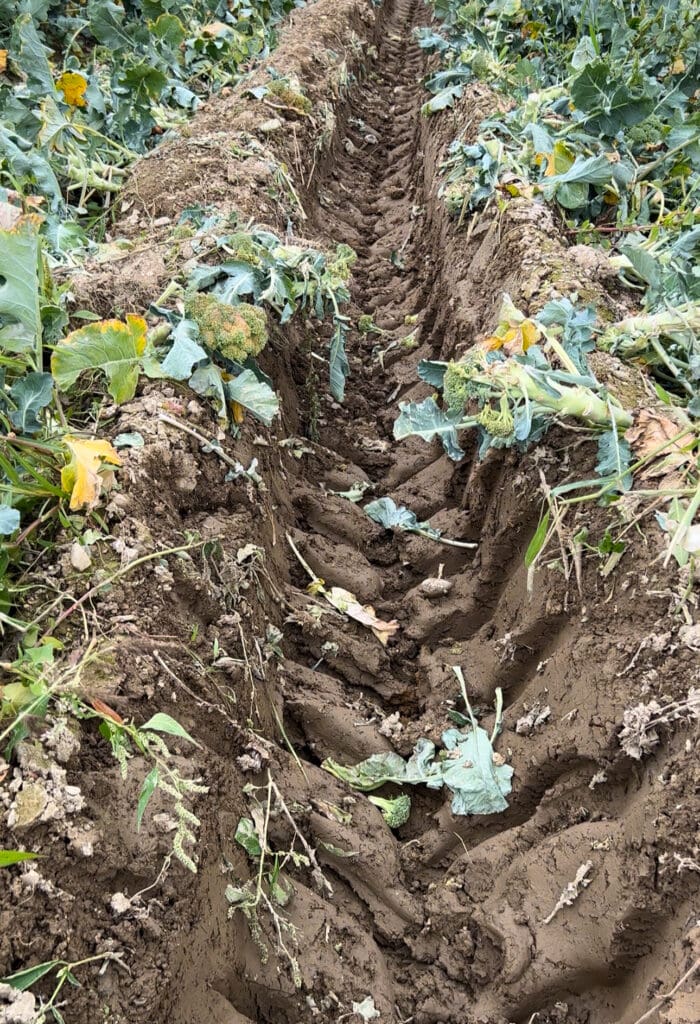 A two foot deep tractor tire rut in a field with plants growing around it during the Maine growing season.