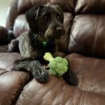 Is Broccoli Good for Dogs? Smith’s Farm Broccoli Experts Explain