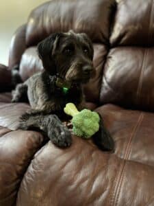 A black dog with a fluffy coat is lounging on a brown leather couch next to a green toy resembling broccoli, sparking the curious question: Is broccoli good for dogs to eat?.