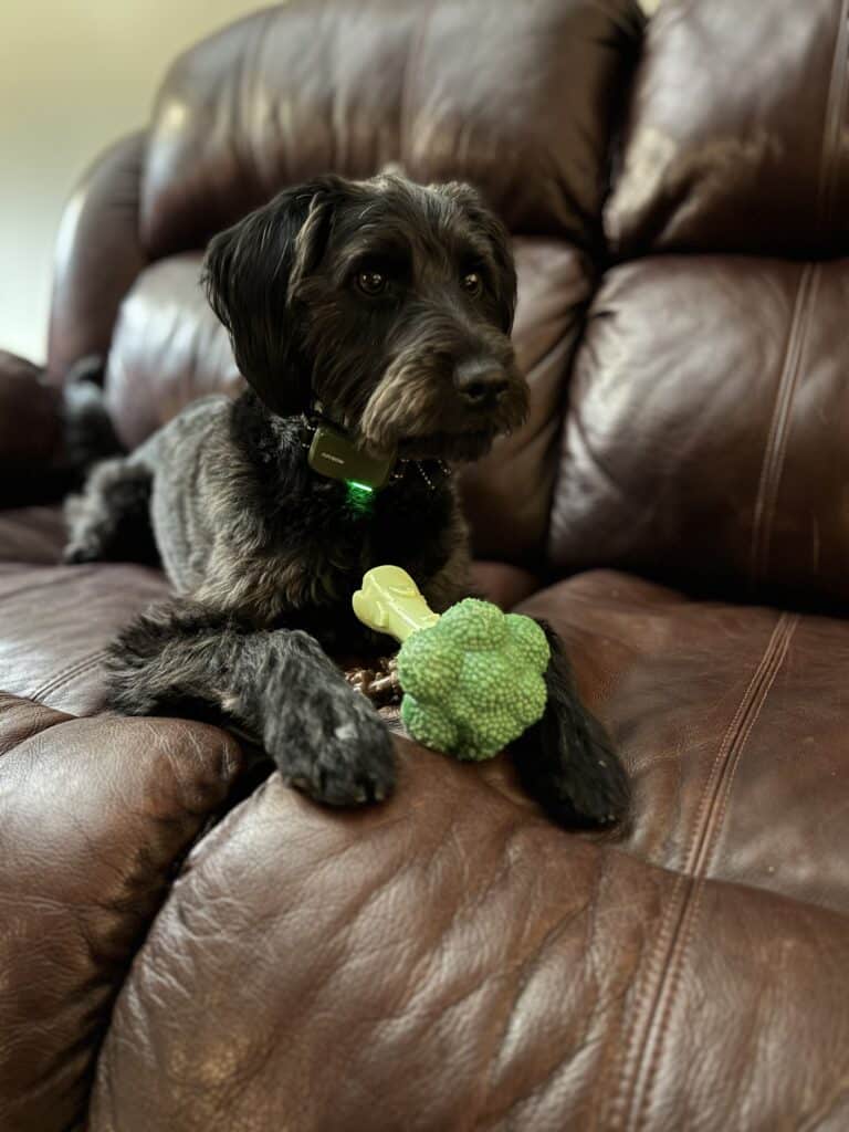 Is Broccoli Good for Dogs? Smith's Farm Broccoli Experts Explain
