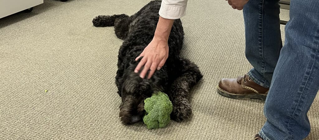 Is Broccoli Good for Dogs? Smith's Farm Broccoli Experts Explain
